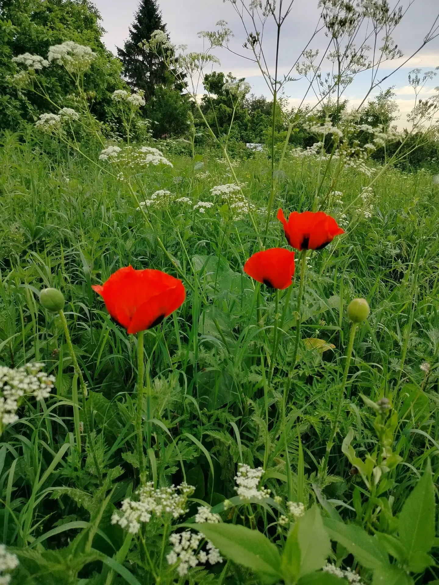 Доброе утро выходного дня! 🌹