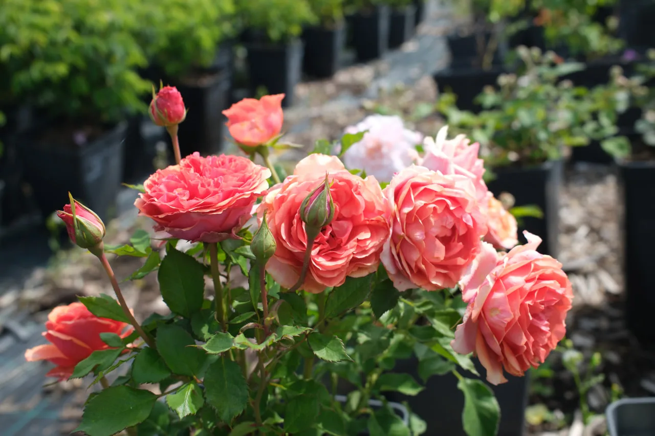 Сегодня, 9 сентября, отмечают Международный день красоты. 🌹