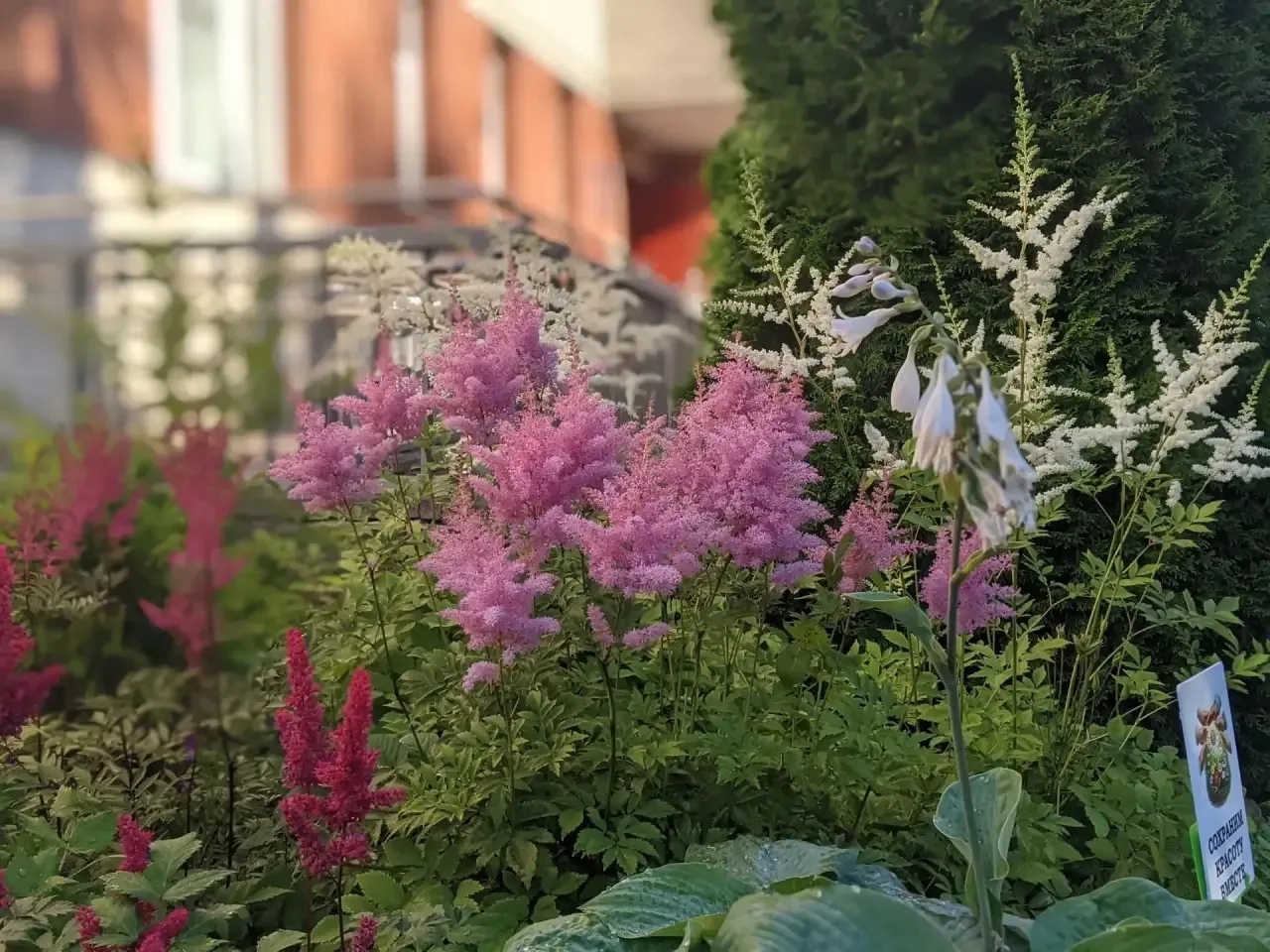 🌸  А у нас цветет астильба Арендса

Пушистые соцветия, похожие на разноцветные облака, сейчас можно