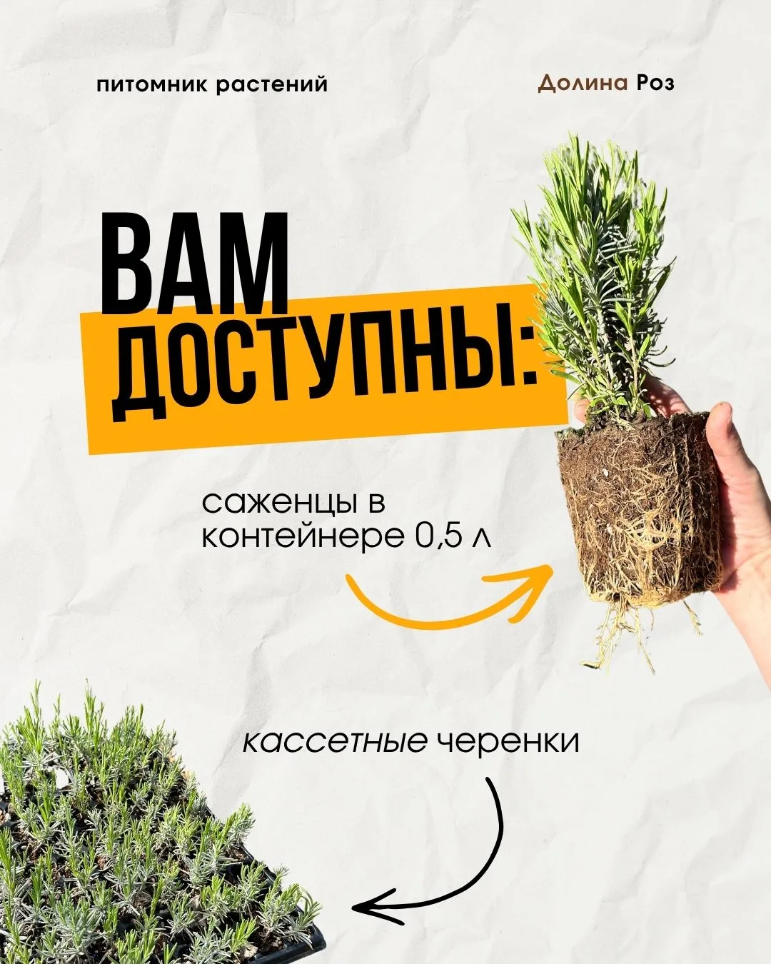 🌿Три оттенка лаванды — выбери свой!🌿
