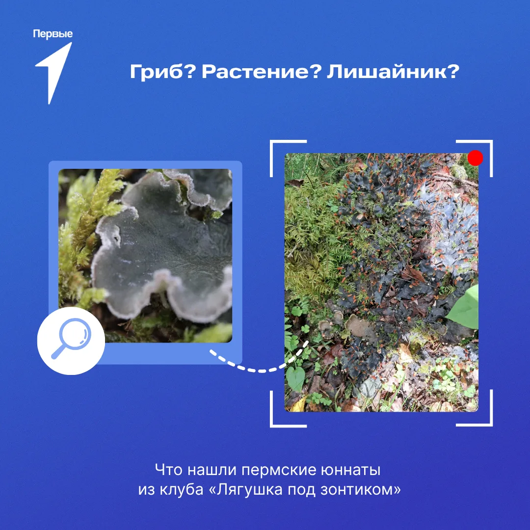 🌿 Гриб, растение или лишайник?