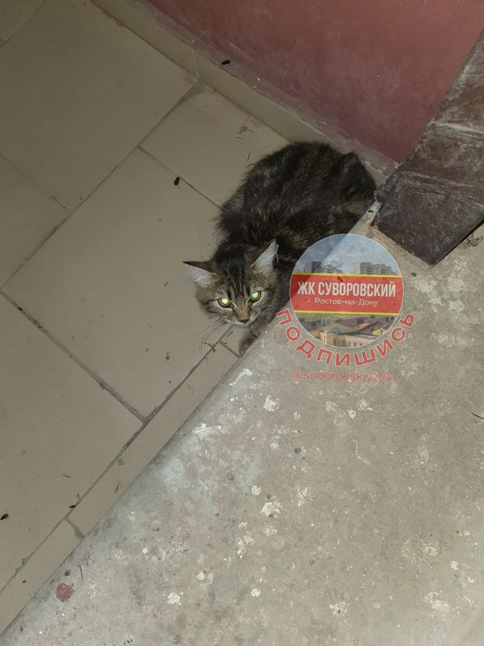 Чей котусик на Висаитова, 2/11 крайний цоколь плачет????