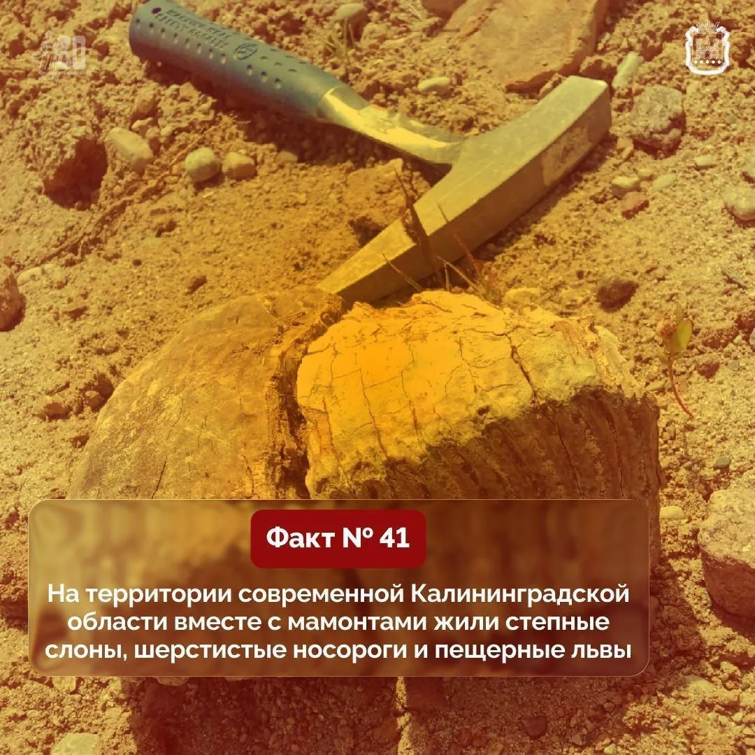 На территории современной Калининградской области вместе с мамонтами жили степные слоны...