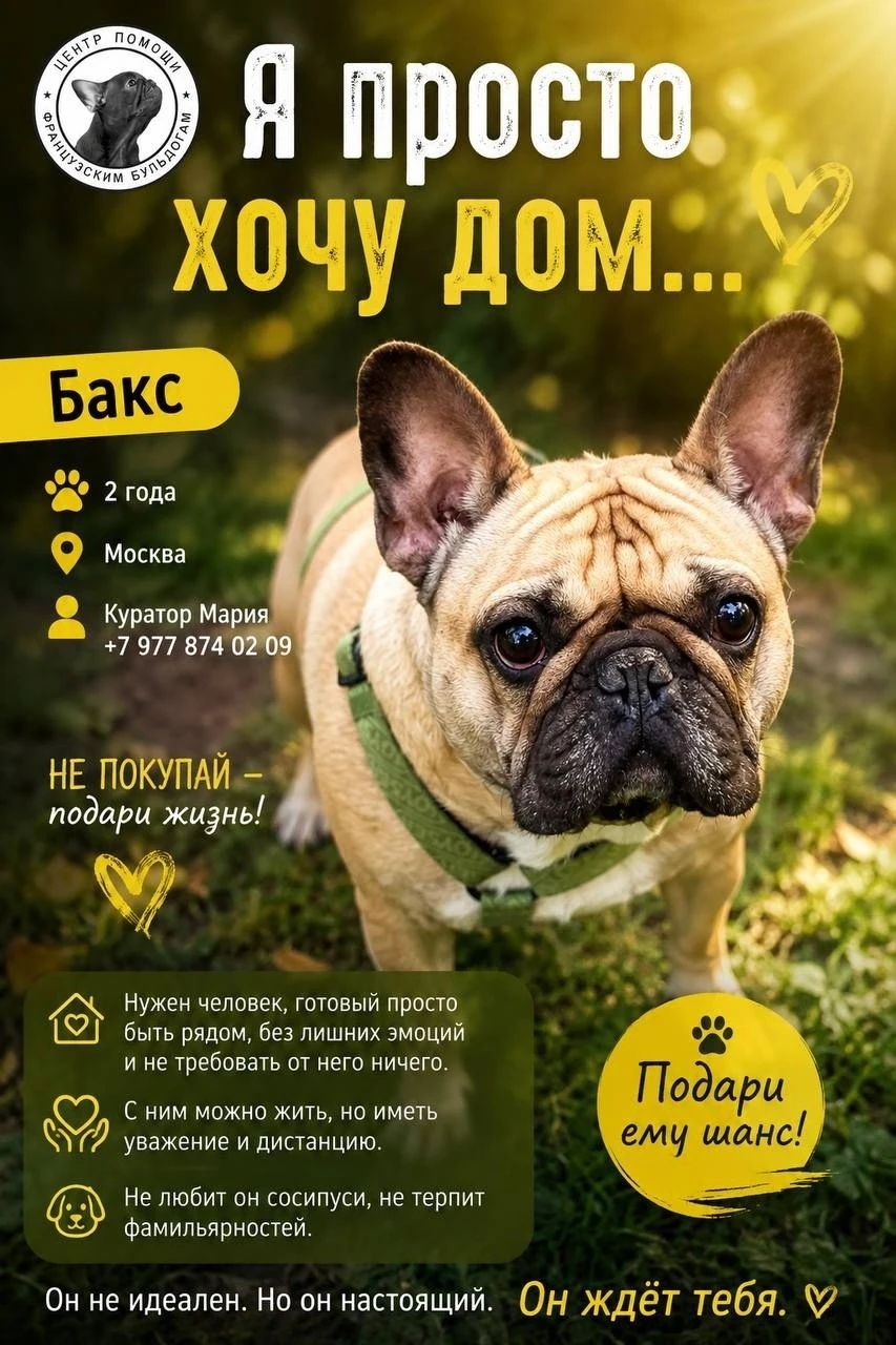 #Бакс_Воронежский@sosbulldog
https://vk.ru/topic-144285450_53826147
Находится в Москве.  
Отчаянно и