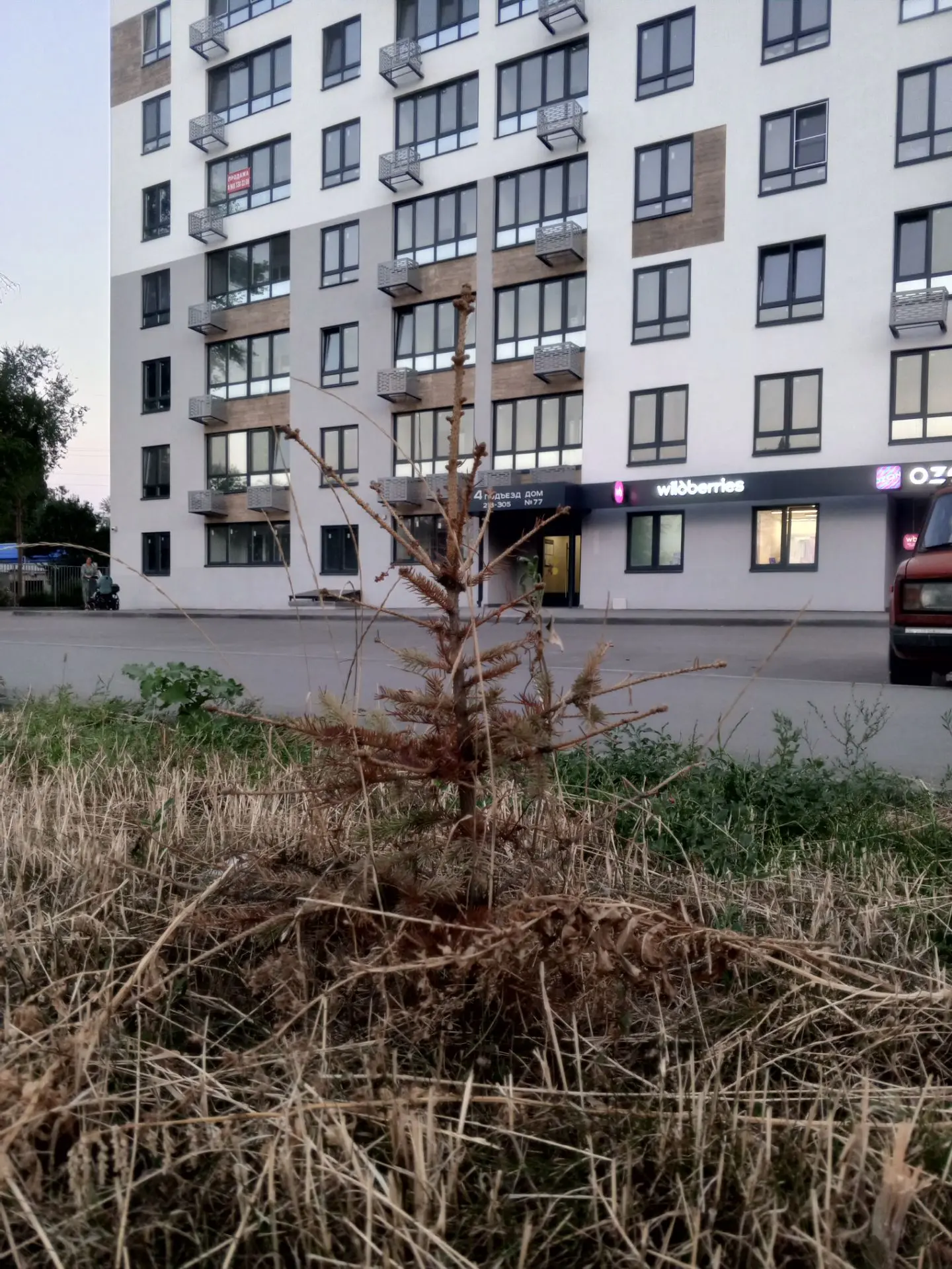 По адресу Полиграфическая 77 осенью 2025 года были высажены прекрасные ели за которыми ...