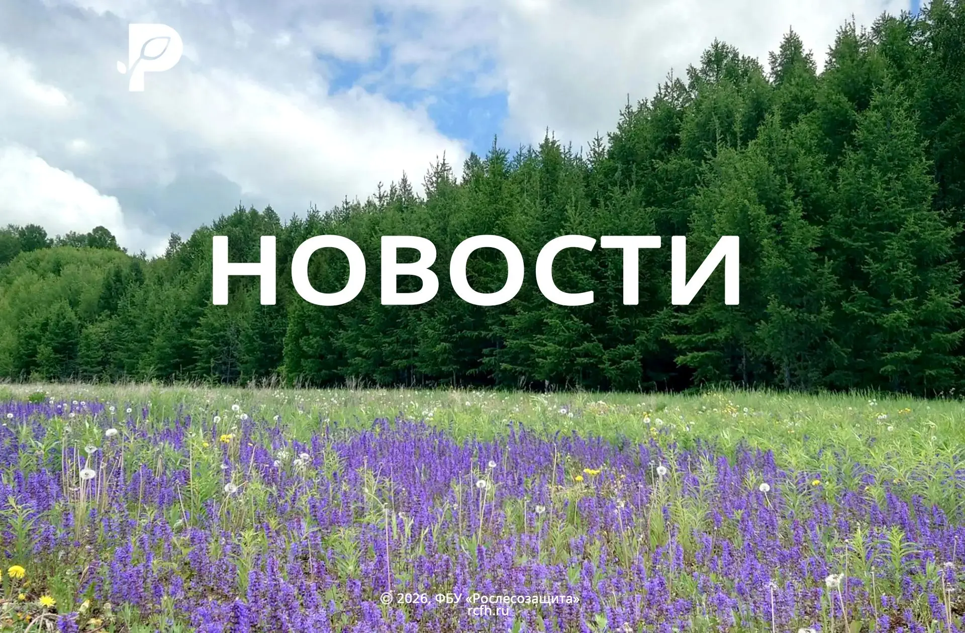 🟢 «Лес очень прост, но попробуй его разгадай» экологическая игра от специалистов Центра защиты леса