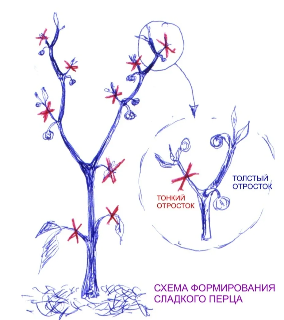 Xoчу к теме поделиться понятным и простым спocoбом фopмирования перца. Суть такова - уб...