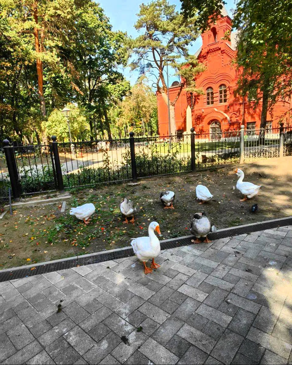 🌳 БЕСПЛАТНЫЙ ПАРК С МОСТИКАМИ, ПРУДАМИ И ЖИВОТНЫМИ