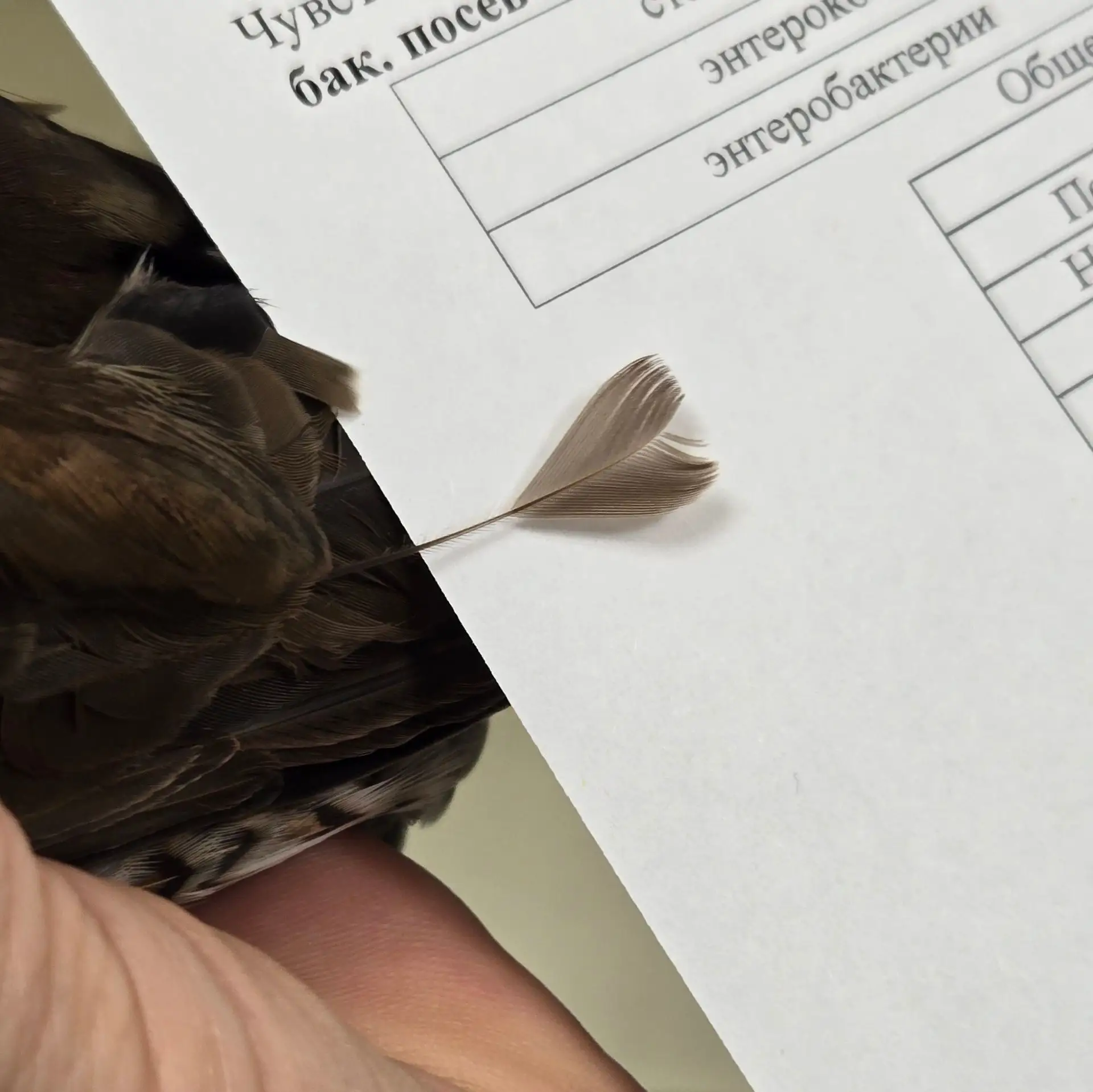 Ловите лайк от дрозда Тядяма — талисмана модного театра «TURDUS».