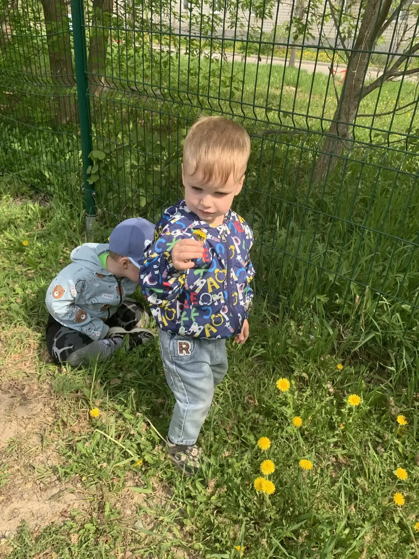 🌼 Сегодня на прогулке малыши из младшей группы познакомились с настоящим чудом природы — одуванчиком