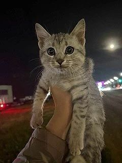 Найден котик в Изумрудном. У кого убежал? Ищу старых или новых хозяев. Звоните: 8917207...