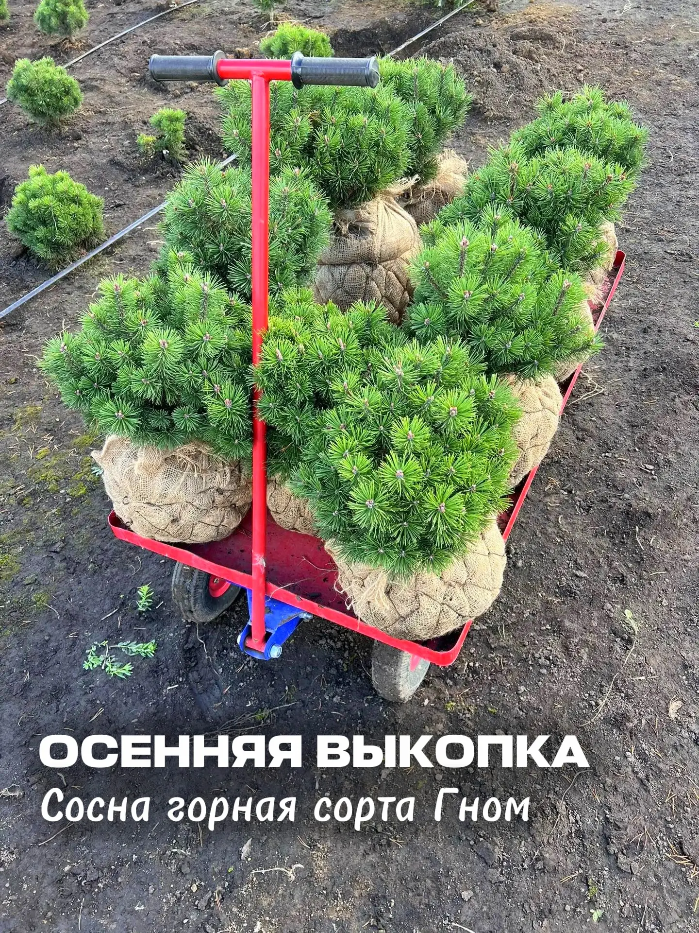 🌲 Выкопка растений в питомнике: сосна горная «Гном»