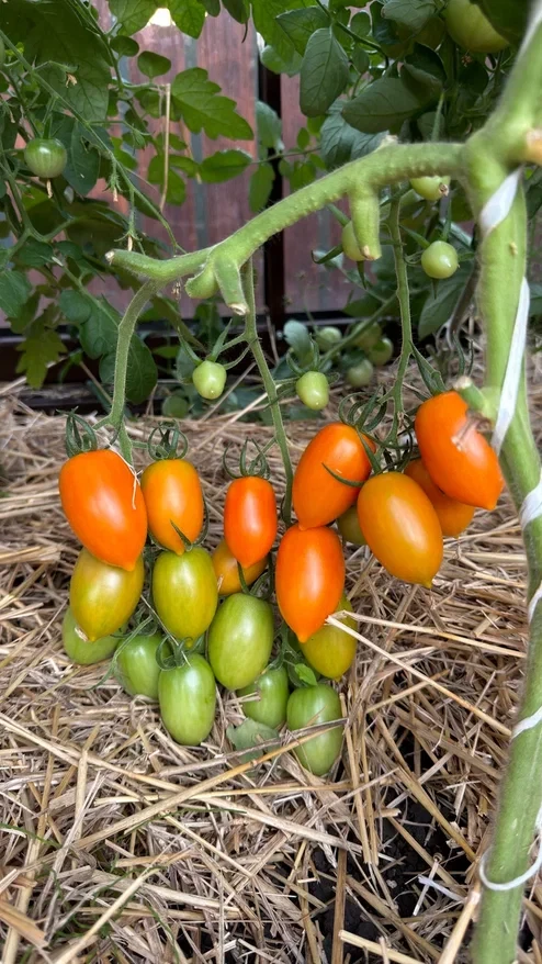 🍅 Удалять листья у томатов или оставить всё как есть?