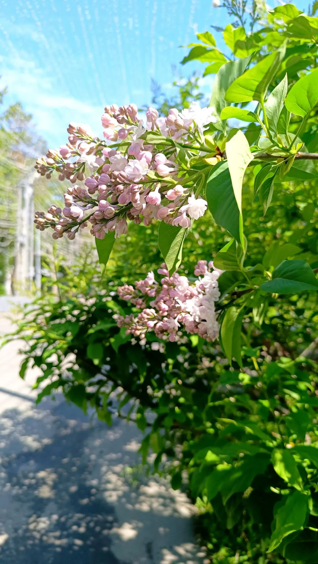 💜 Сирень. Аромат. Красота 💜
Всё это — прямо сейчас в парке