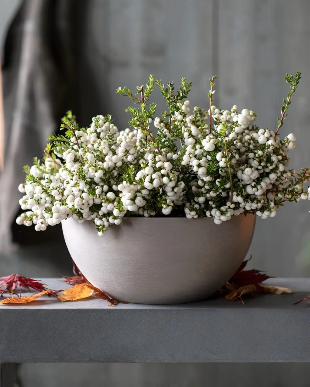 🌱 Пернеттия — одно из самых эффектных осенних растений.