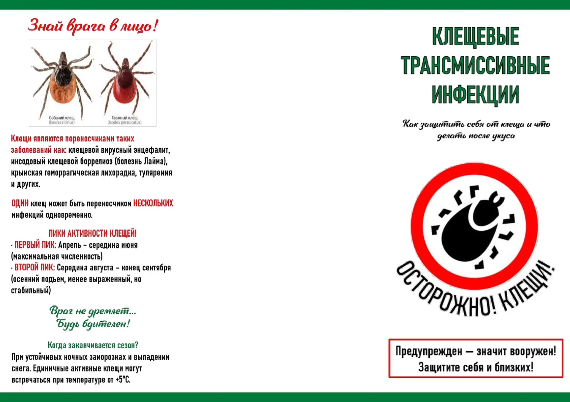 Студенты Педиатрического университета создали памятку по защите от клещевых инфекций 🛡️