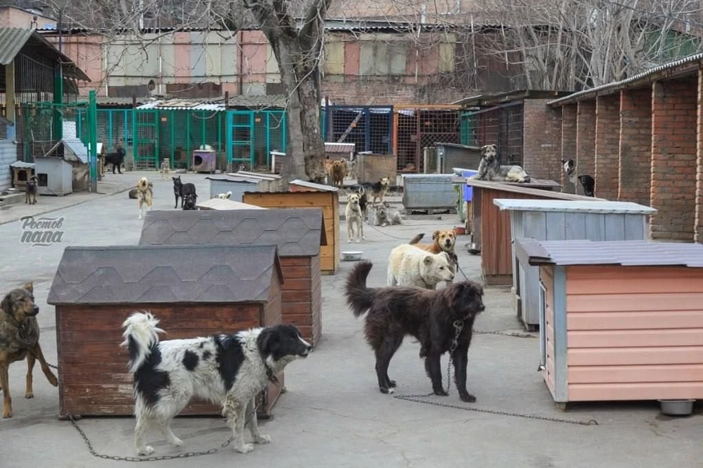 В Ростове полицейские обнаружили плантацию конопли и подвальную наркооранжерею