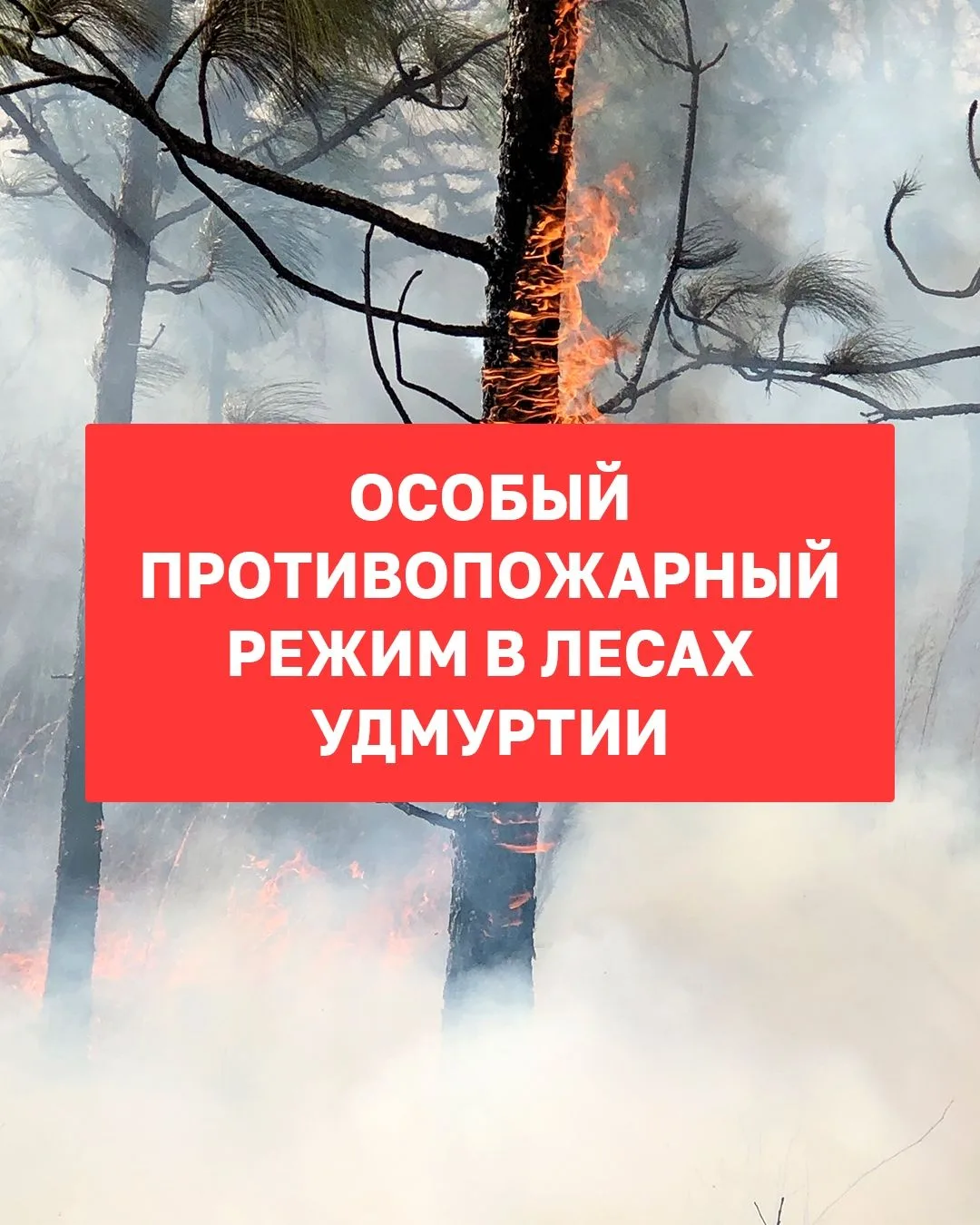 В лес можно, но только осторожно.