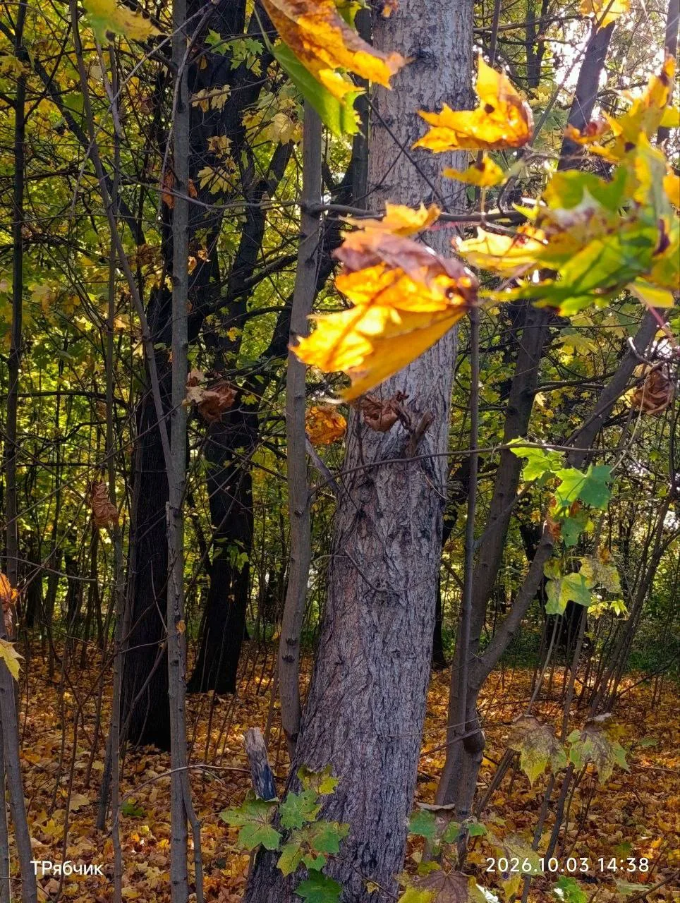 Осенний вайб от подписчицы 🥮🍂🍂🍁