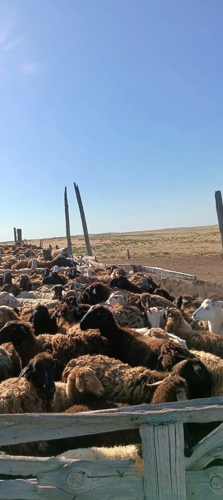 На страже здоровья животных! 🐐