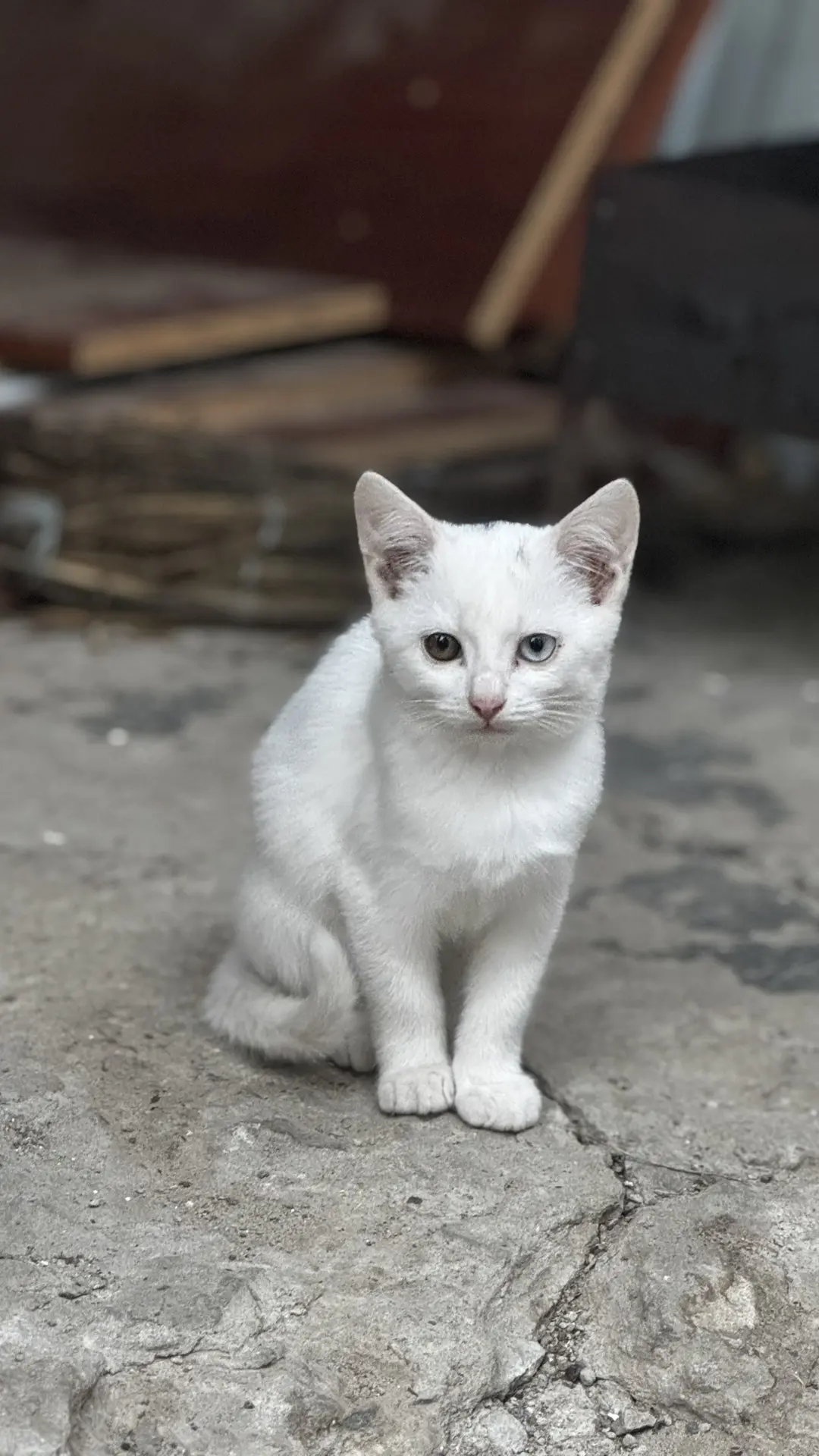 Отдам котят в добрые руки ❤️