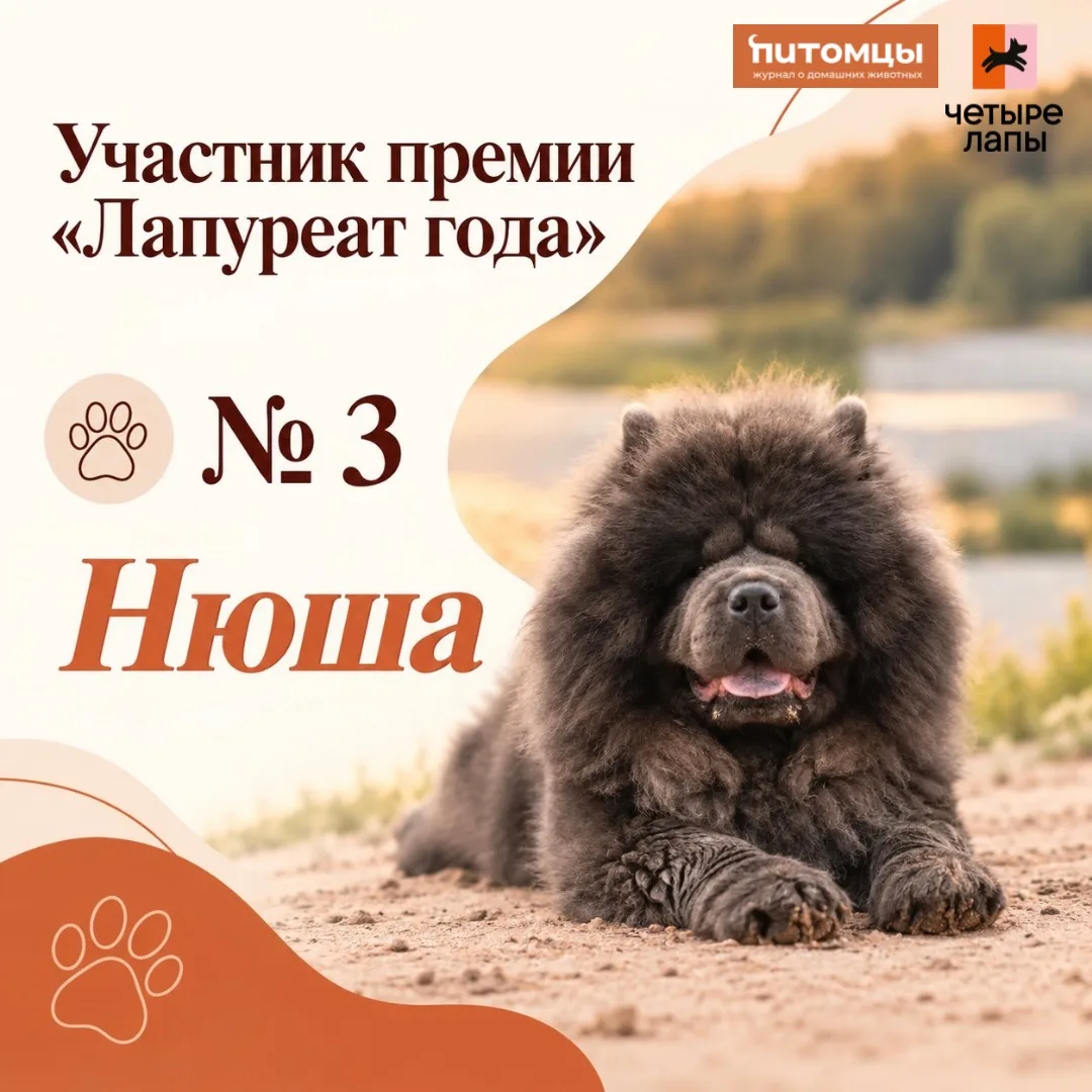 🤝Продолжаем знакомить вас с участниками премии «Лапуреат года» — и следующая история о...