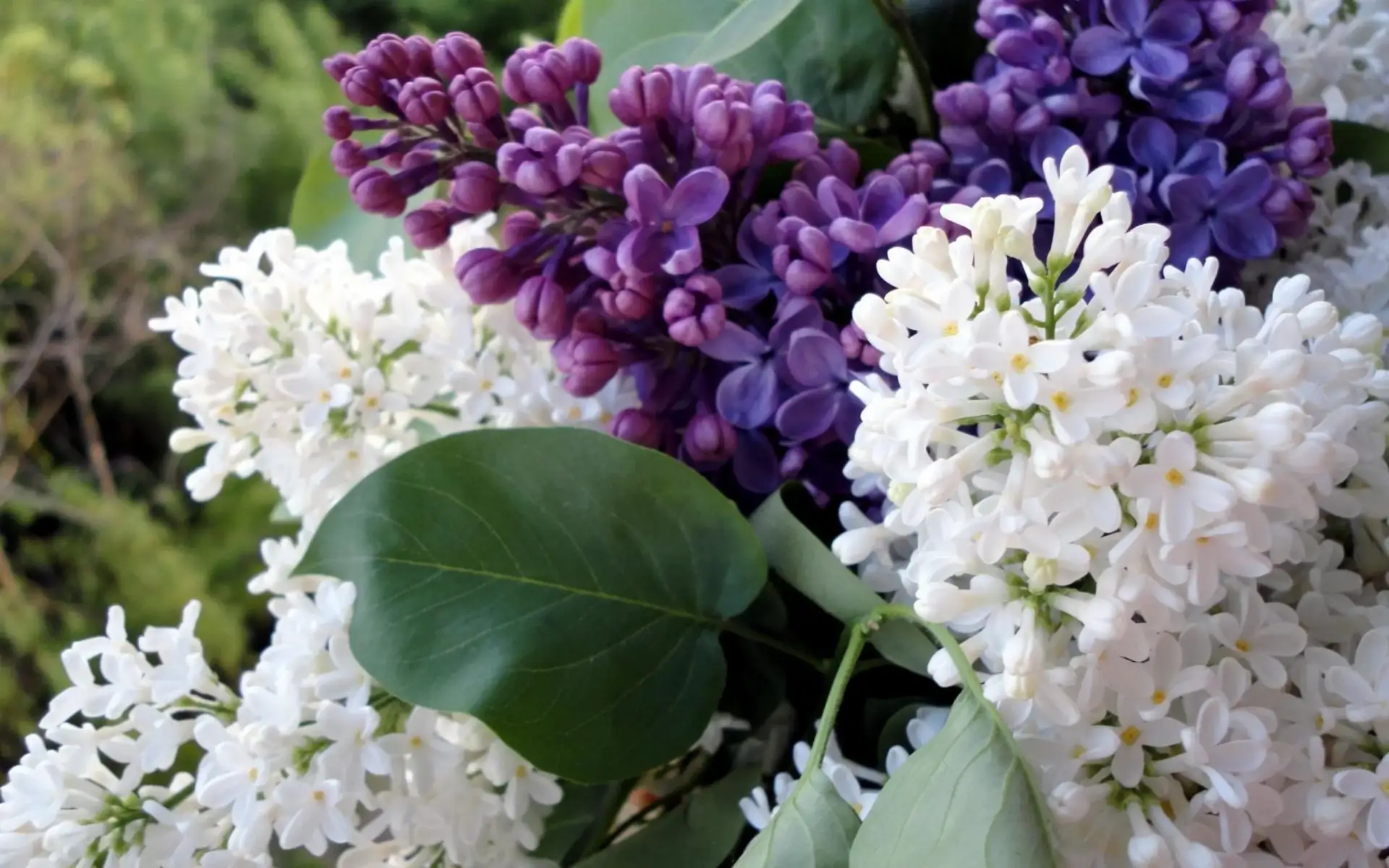 🚫🌸 Осторожно, сирень: нельзя ломать (уголовно наказуемо)!