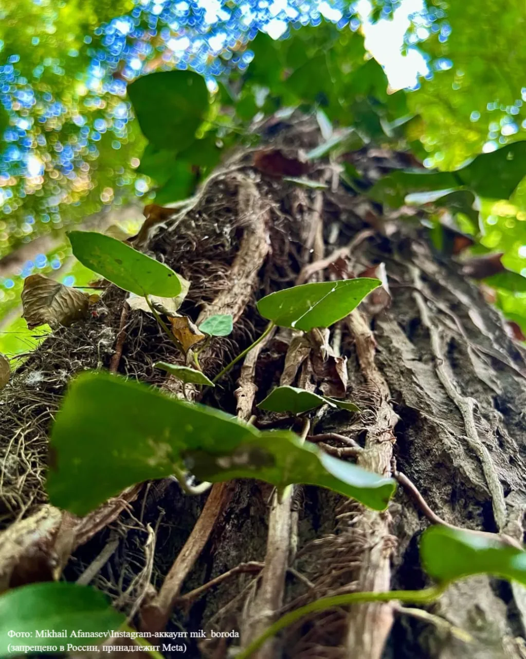 Где в России искать лианы? 🌿  В Самурском лесу. Ведь лианы растут не только в далеких джунглях — в Д