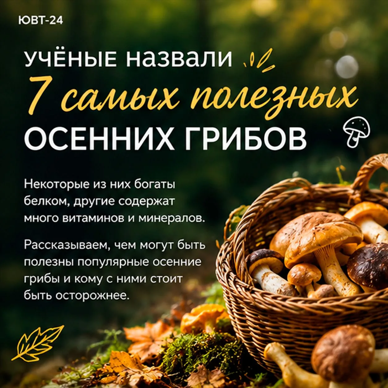 🍄 Какие грибы особенно полезны?