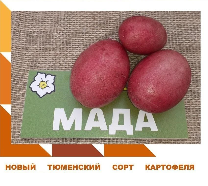 НОВИНКА!  Сорт картофеля «Мада» — отличный выбор для тех, кто ценит надёжность и вкус. Этот среднесп