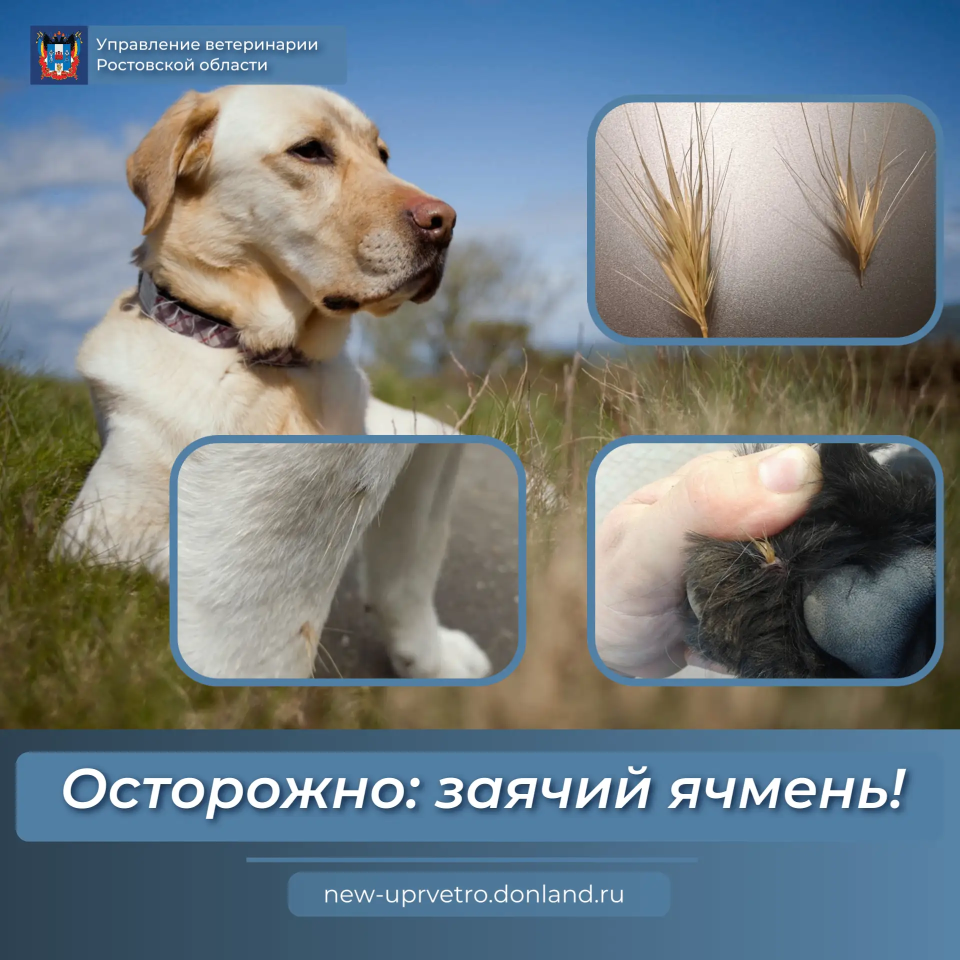 🌾С наступлением теплого сезона учащаются случаи травмирования домашних животных сухими...