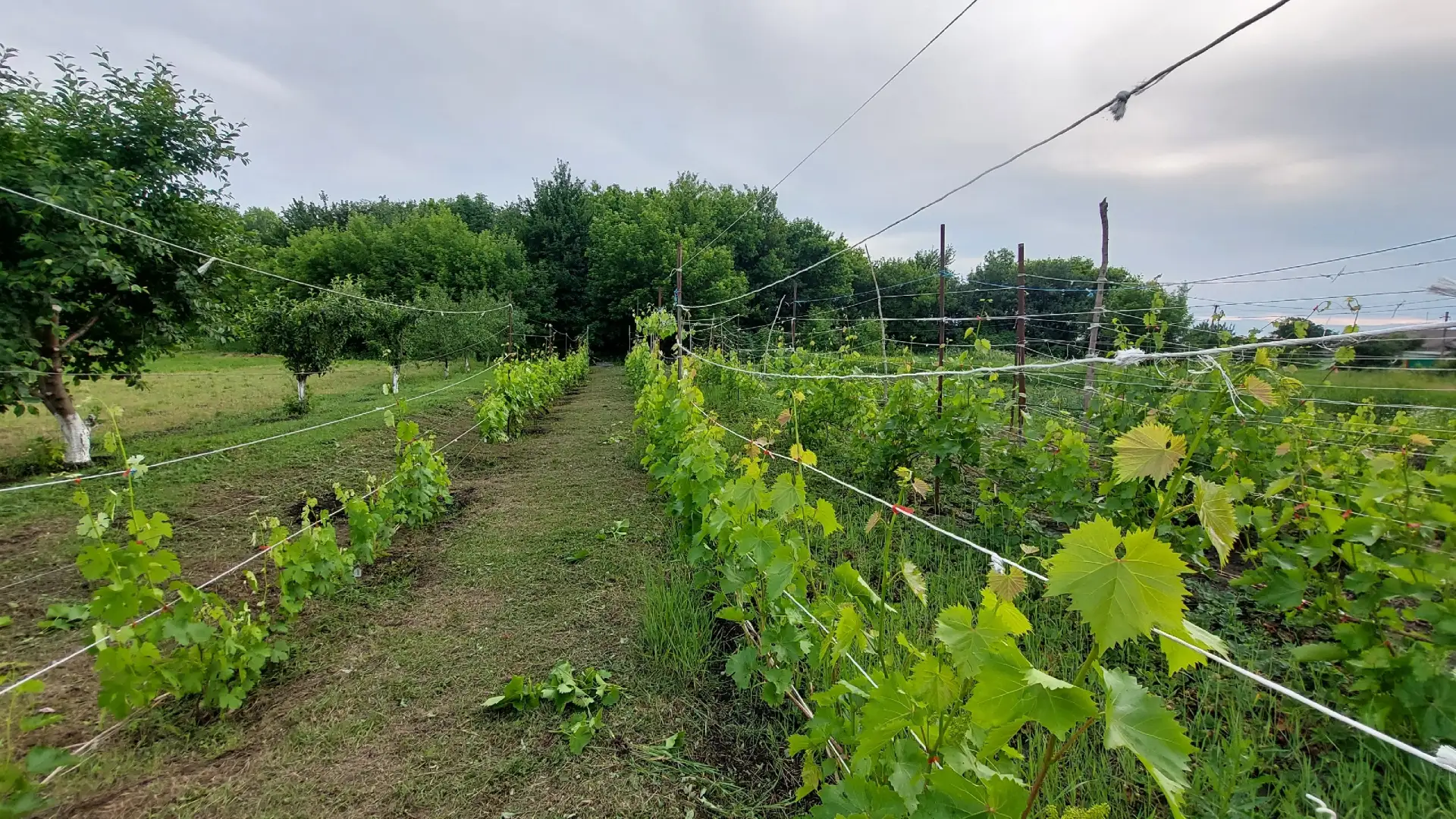 Вот так растёт, не говорите мне за шпалеру😆

🍇Всё про виноград 
🍇Чат про виноград 
❓Предложить по