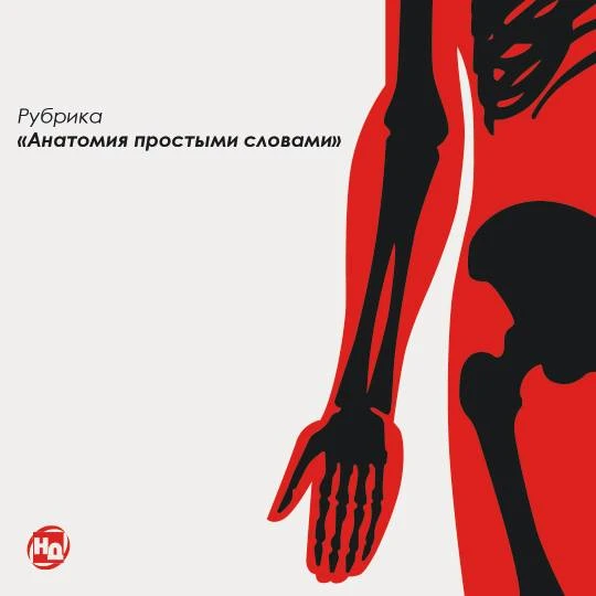 Рубрика «Анатомия простыми словами»