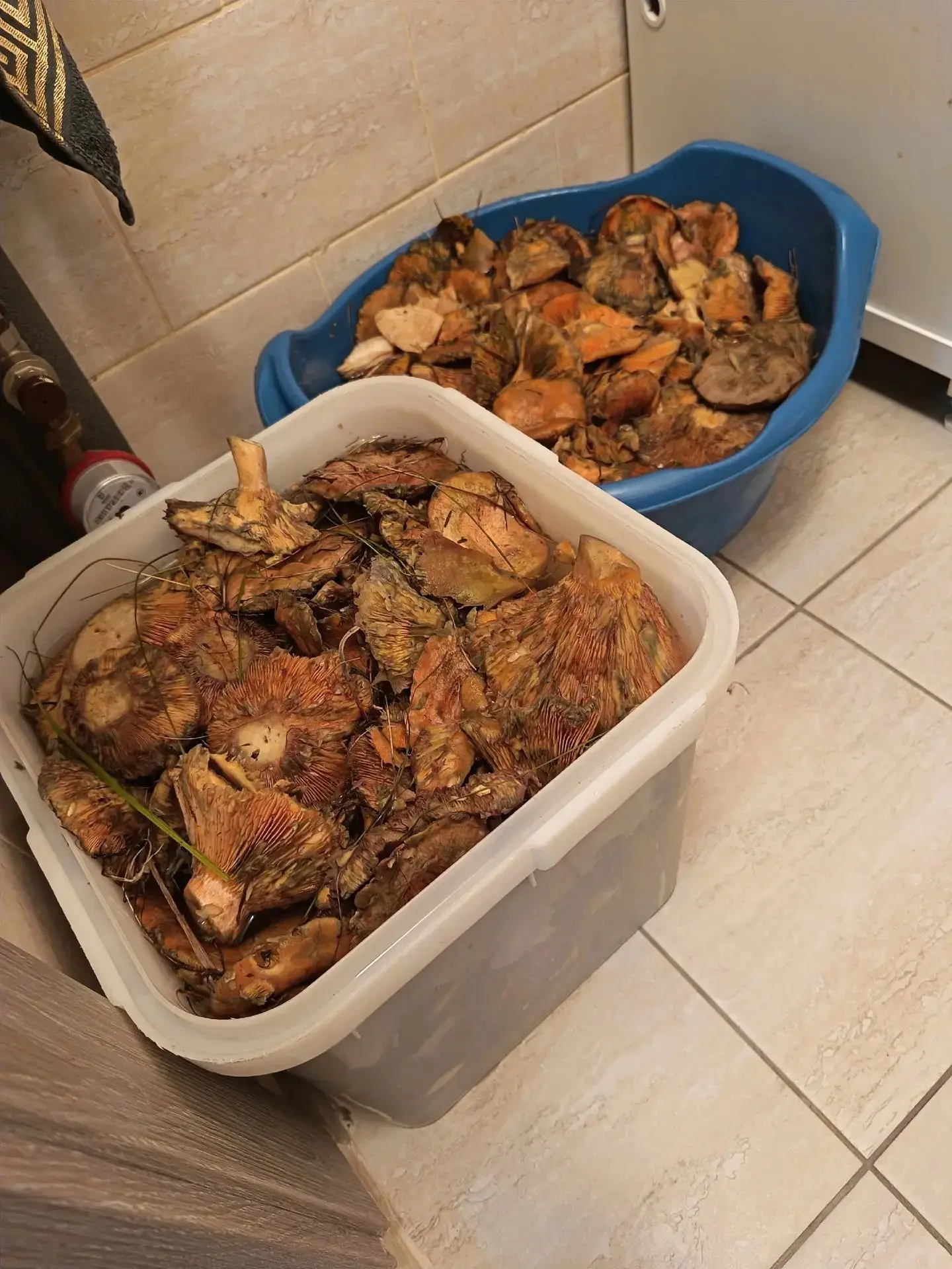 🍄👍 Красноярцы делятся своим грибным уловом.