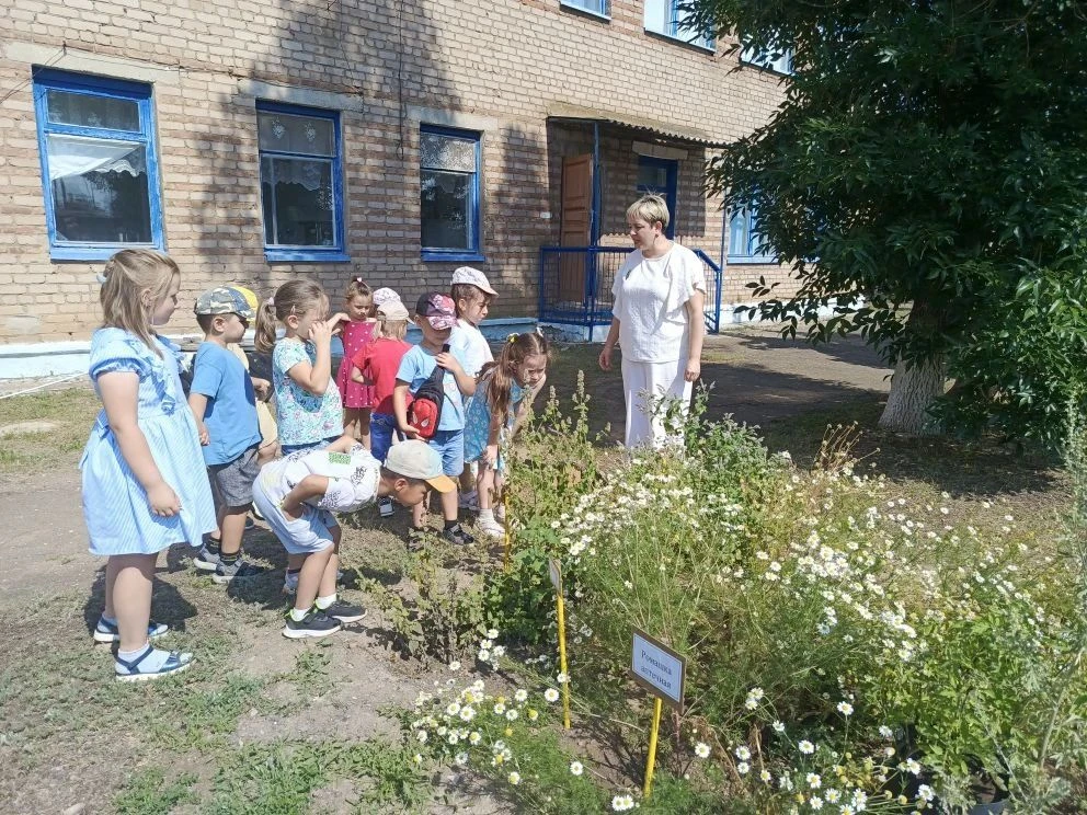 🌿 Продолжаем знакомиться с чудесным миром лекарственных трав! 🌿
🌿Ребята из подготовительной групп