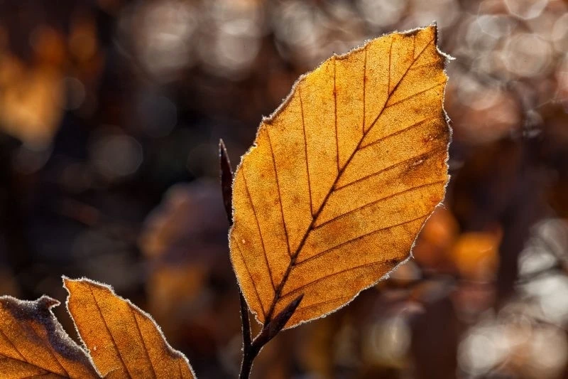 Всем доброе утро! 🍂