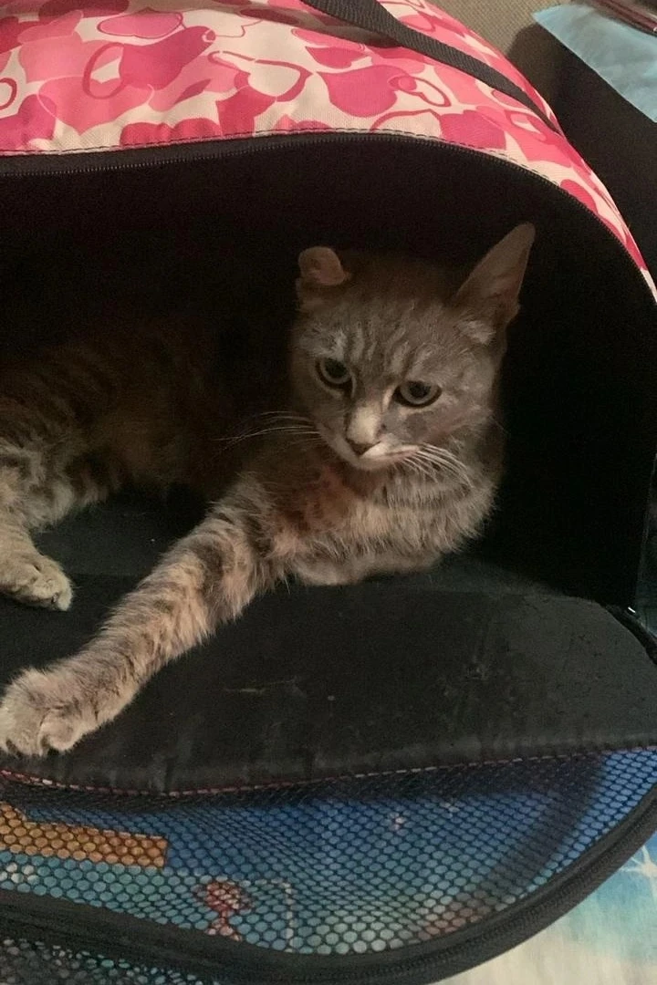 Спасибо! Кошечка дома ❤️