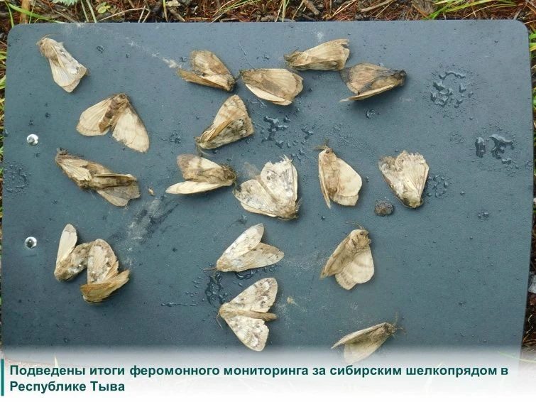 Специалисты ЦЗЛ Республики Тыва завершили феромонный мониторинг за сибирским шелкопрядо...