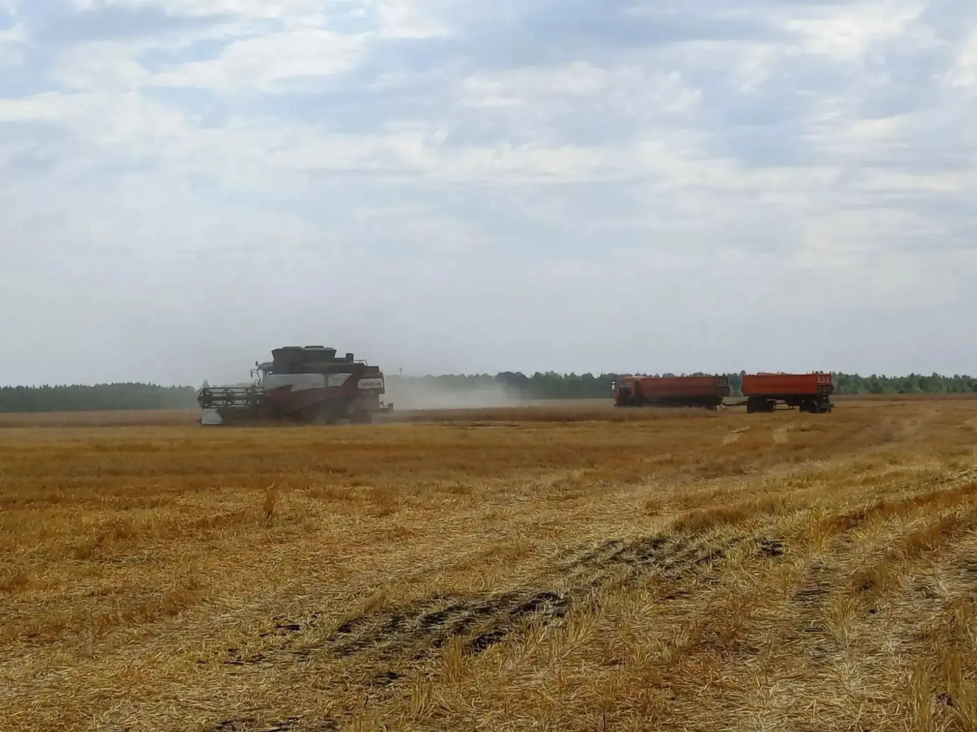 🌾 В Альменевском муниципальном округе уборочная кампания перешагнула экватор!