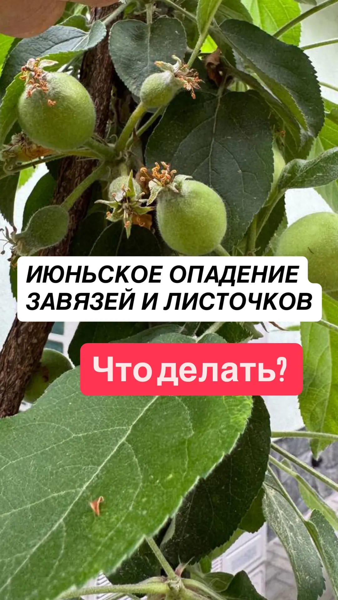 Июньское опадение завязей и листочков