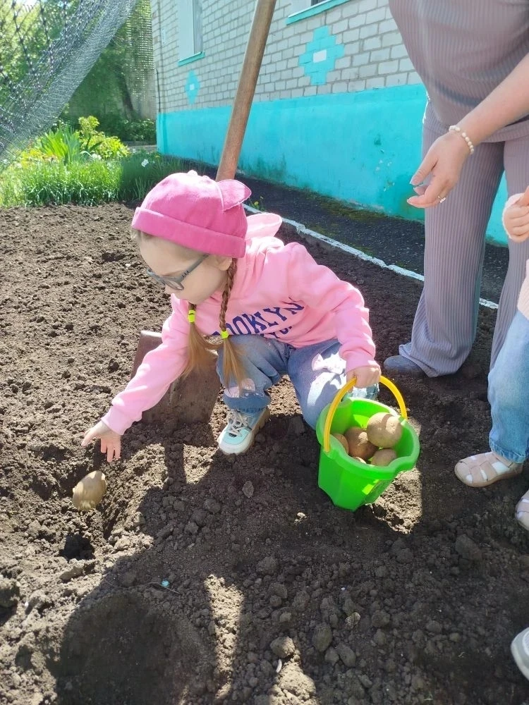 🌿 Дети разновозрастной младшей группы посадили картошку на территории детского сада