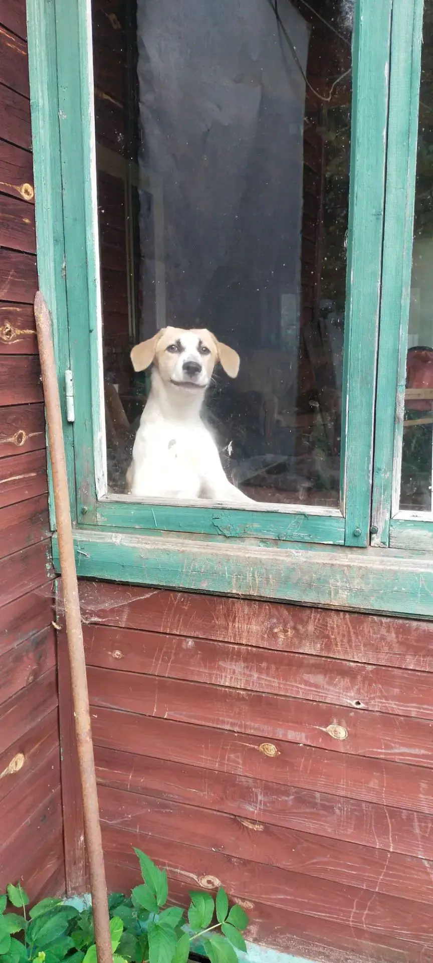 Собака с улицы (продолжение)