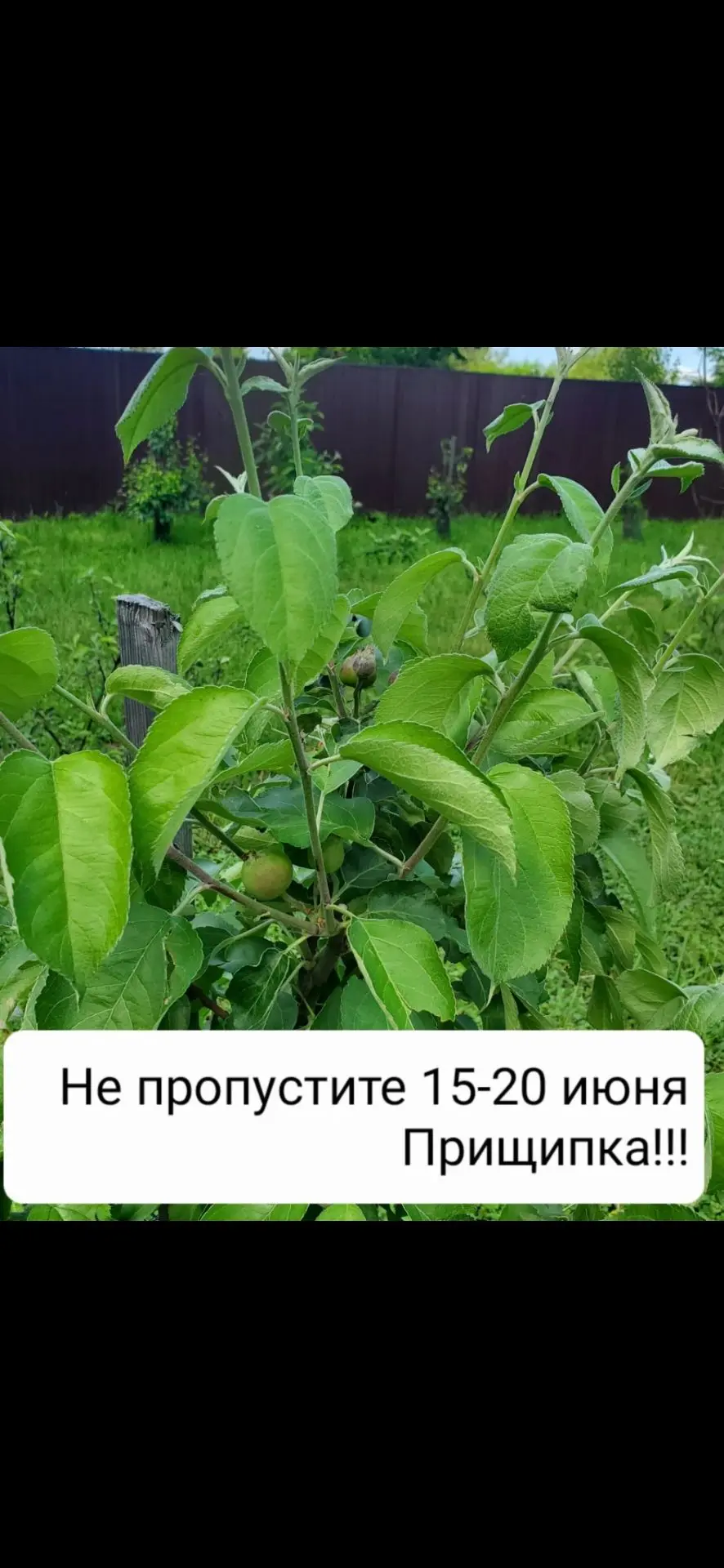 Добрый день!Пришло время очень важной зелёной операции-прищипка новых молодых побегов (пинцировка)на