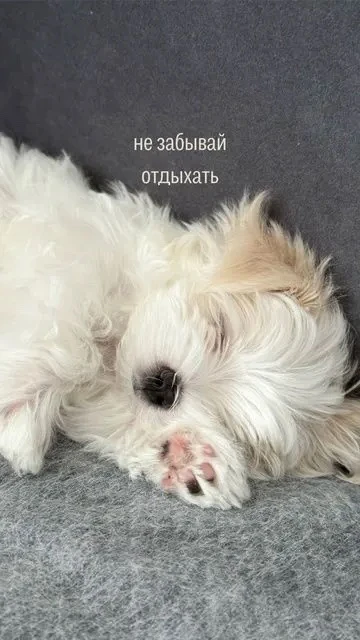 Добрых снов ♥️
