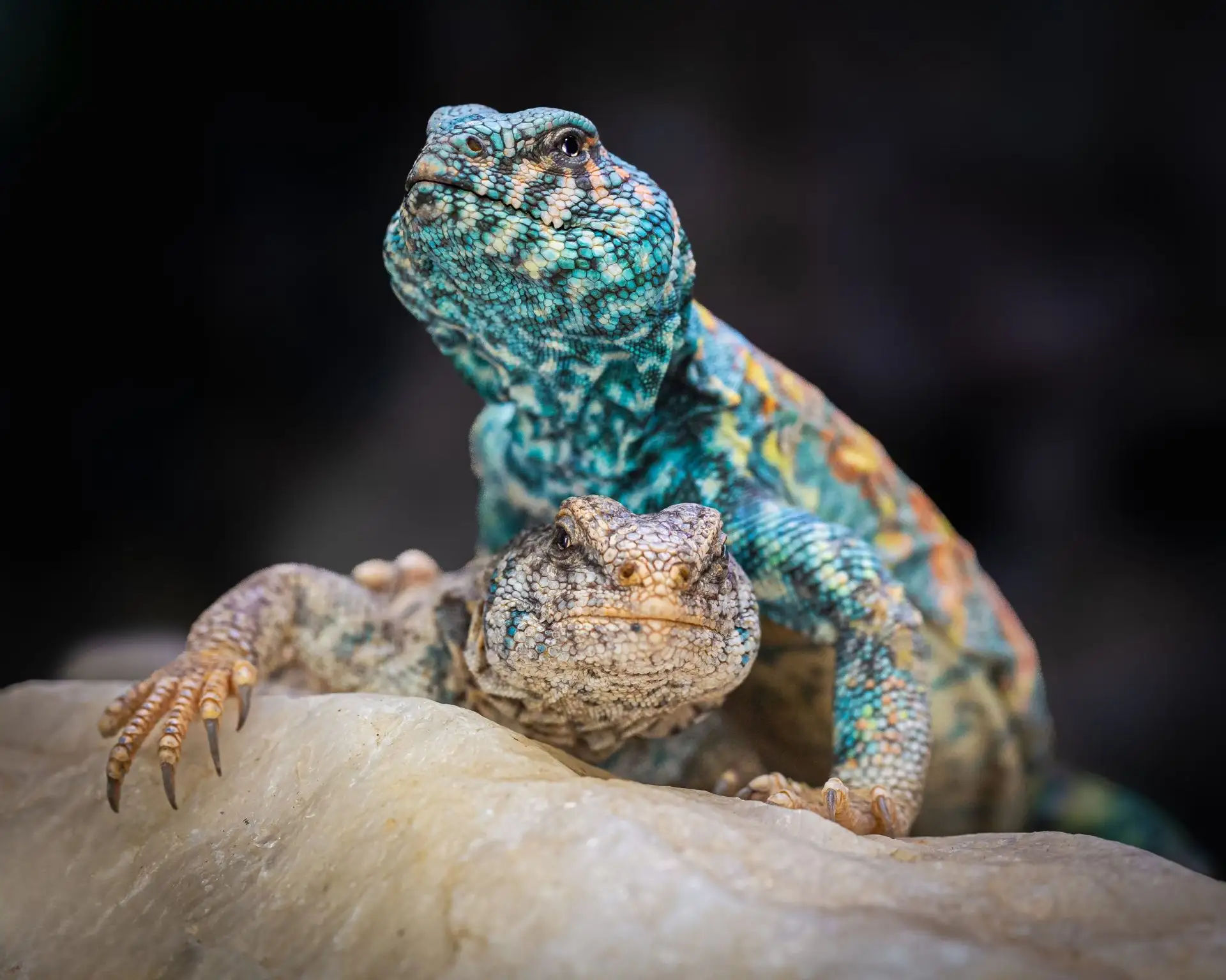 🦎Украшенные шипохвосты — одни из самых ярких и запоминающихся представителей герпетофа...