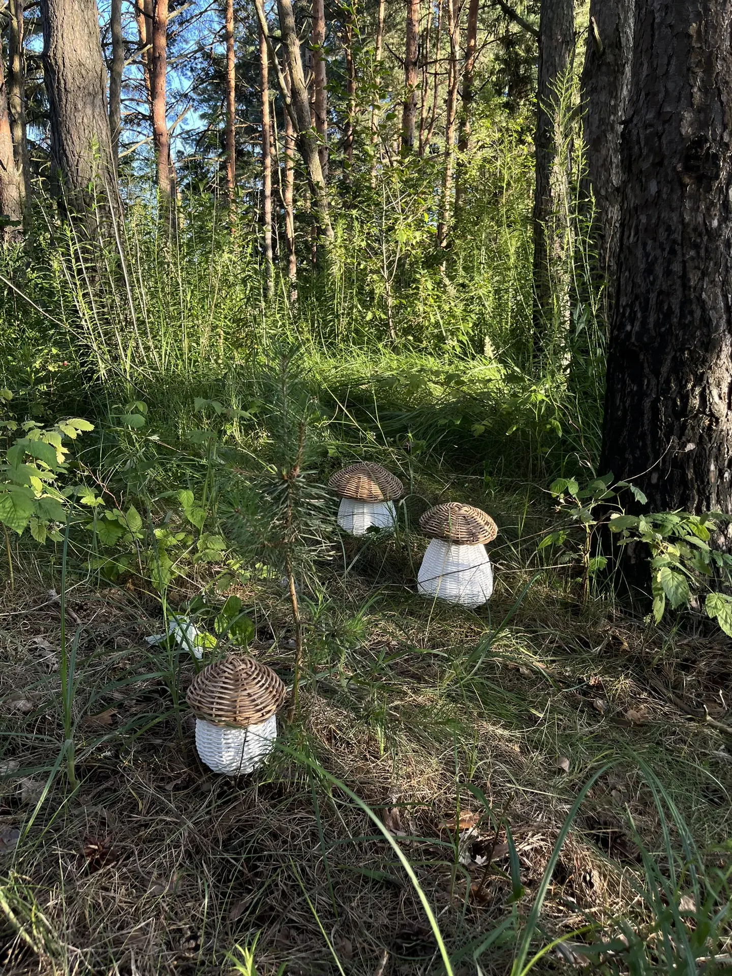 Ну и последние фотки из леса 😖