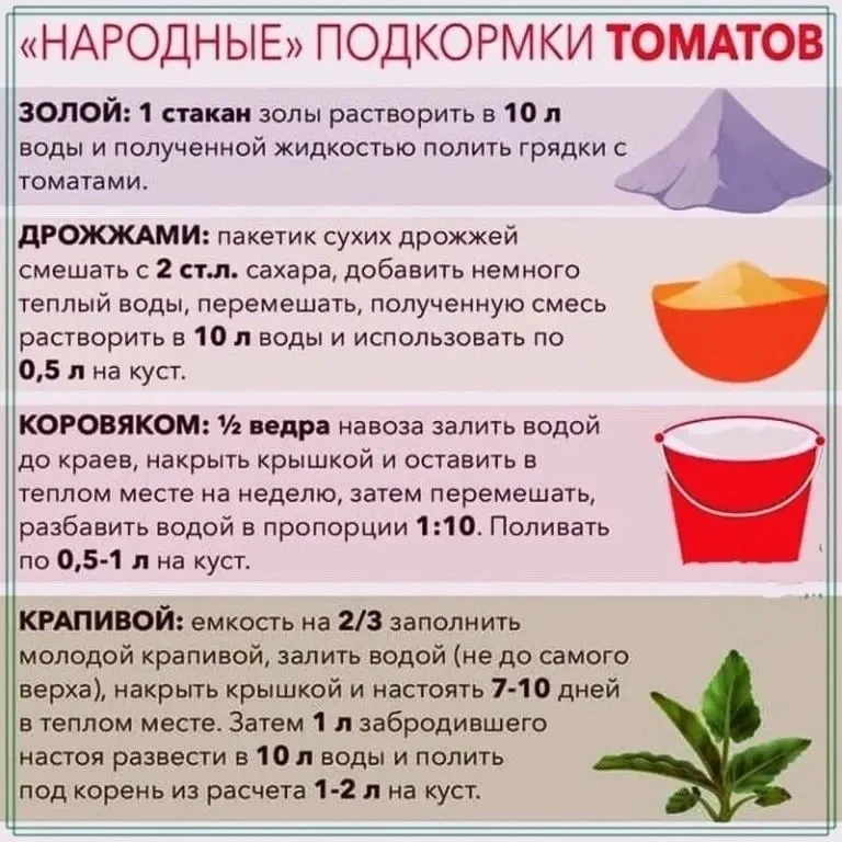 Народные подкормки томатов