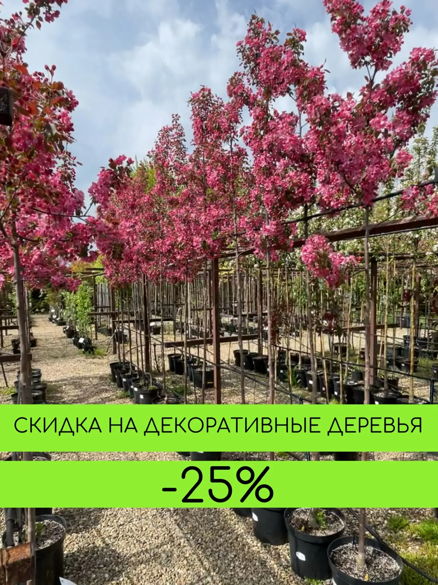 Скидки на деревья в садовом центре РОСТОВСАД!    🪏 Пока сохраняется плюсовая погода днем- можно сажа