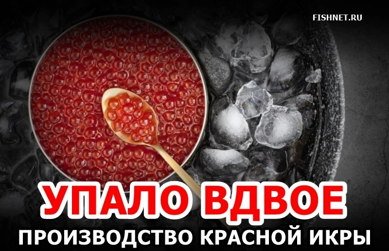🐟 Производство красной икры упало вдвое