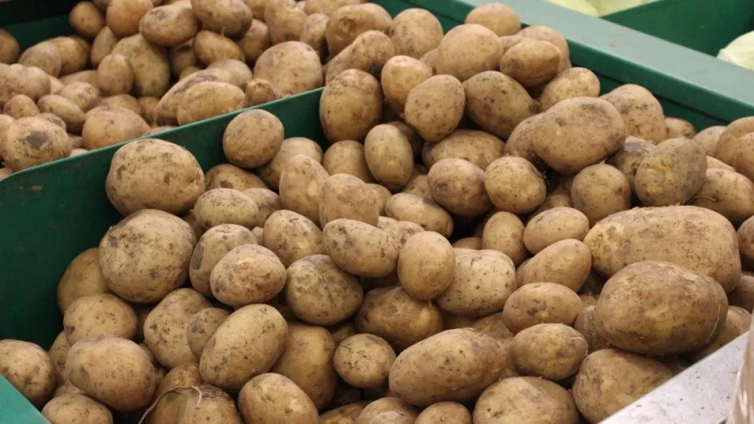 От грядки до науки: подмосковных школьников зовут сажать картошку 🥔  Учеников 7–11 классов и учащихс